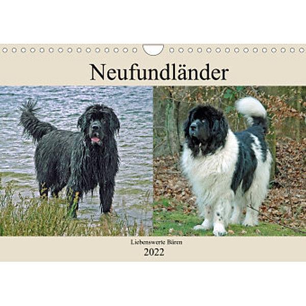 Neufundländer Liebenswerte Bären (Wandkalender 2022 DIN A4 quer), Claudia Kleemann