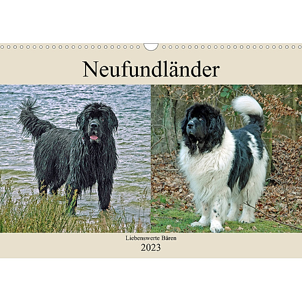 Neufundländer Liebenswerte Bären (Wandkalender 2023 DIN A3 quer), Claudia Kleemann