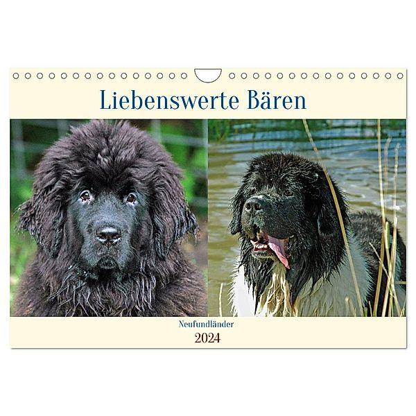 Neufundländer - Liebenswerte Bären (Wandkalender 2024 DIN A4 quer), CALVENDO Monatskalender, Claudia Kleemann