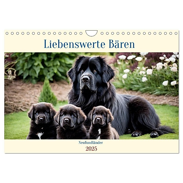 Neufundländer - Liebenswerte Bären (Wandkalender 2025 DIN A4 quer), CALVENDO Monatskalender, Calvendo, Claudia Kleemann