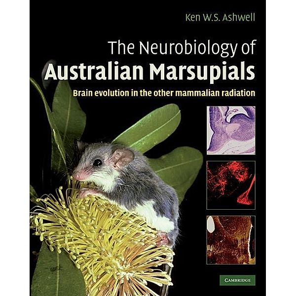 Neurobiology of Australian Marsupials