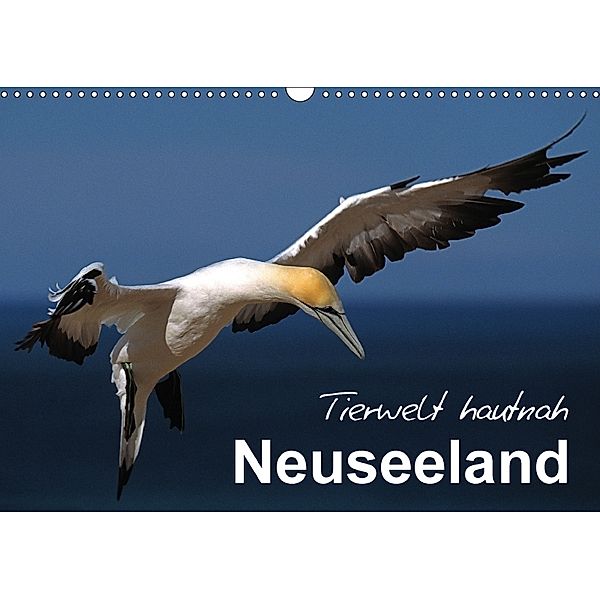 Neuseeland - Tierwelt hautnah (Wandkalender 2018 DIN A3 quer), Ferry BÖHME