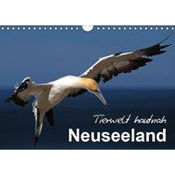 Neuseeland - Tierwelt hautnah (Wandkalender 2019 DIN A4 quer), Ferry BÖHME
