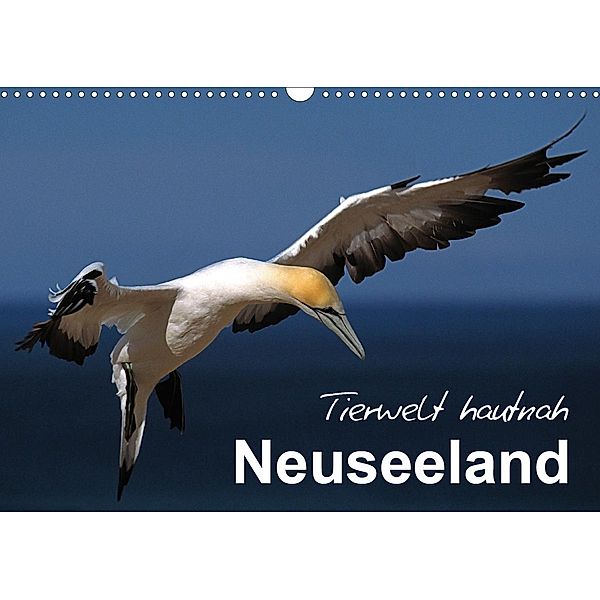 Neuseeland - Tierwelt hautnah (Wandkalender 2021 DIN A3 quer), Ferry BÖHME