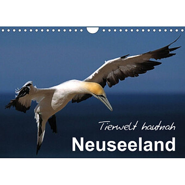 Neuseeland - Tierwelt hautnah (Wandkalender 2022 DIN A4 quer), Ferry Böhme