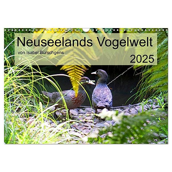 Neuseelands Vogelwelt (Wandkalender 2025 DIN A3 quer), CALVENDO Monatskalender, Calvendo, Isabel Bürschgens