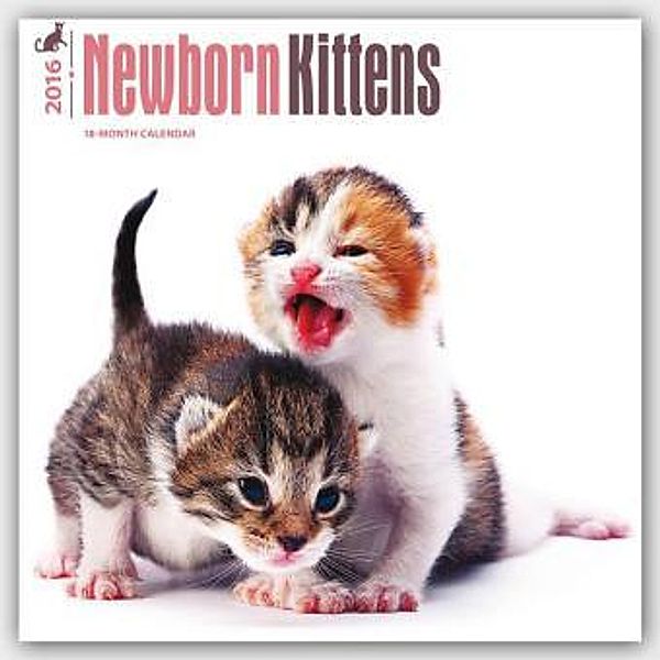 Newborn Kittens 2016