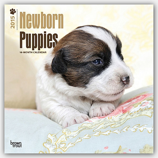 Newborn Puppies 2015 - Neugeborene Hundewelpen