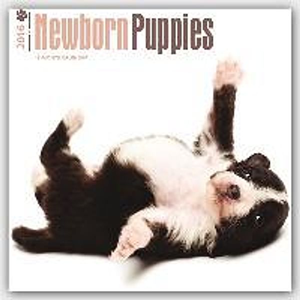 Newborn Puppies 2016