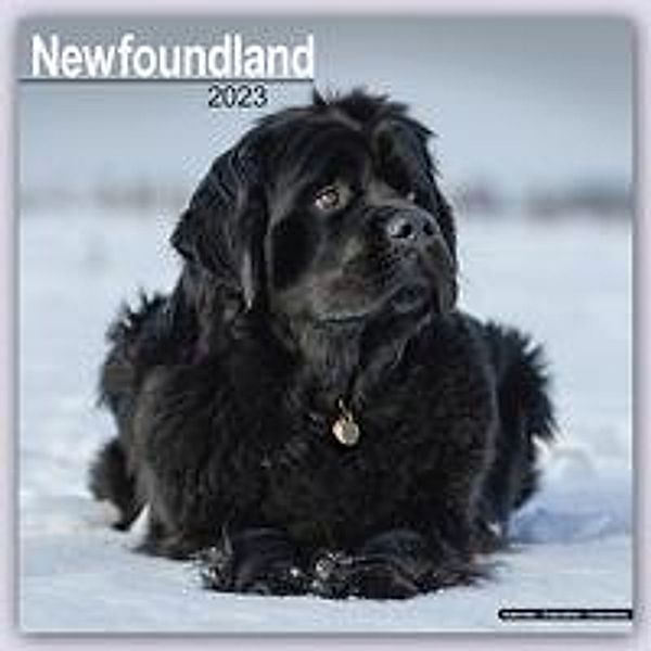 Newfoundland - Neufundländer 2023 - 16-Monatskalender, Avonside Publishing Ltd