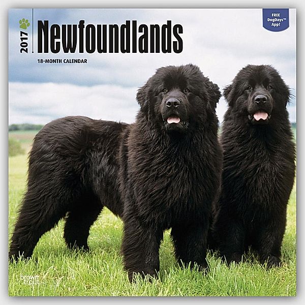 Newfoundlands 2017