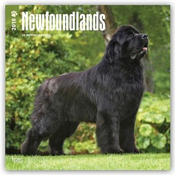Newfoundlands - Neufundländer 2018 - 18-Monatskalender mit freier DogDays-App, BrownTrout Publisher