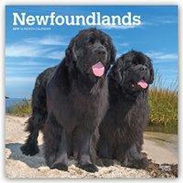 Newfoundlands - Neufundländer 2019 - 18-Monatskalender mit f