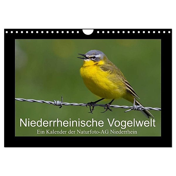 Niederrheinische Vogelwelt (Wandkalender 2024 DIN A4 quer), CALVENDO Monatskalender, Gudrun Nitzold-Briele
