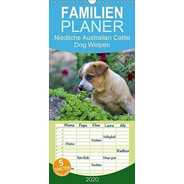 Niedliche Australian Cattle Dog Welpen - Familienplaner hoch (Wandkalender 2020 , 21 cm x 45 cm, hoch), Verena Scholze