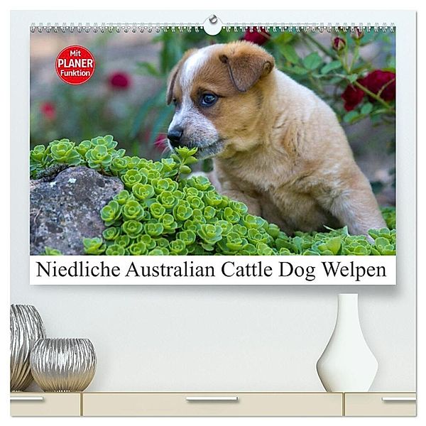 Niedliche Australian Cattle Dog Welpen (hochwertiger Premium Wandkalender 2025 DIN A2 quer), Kunstdruck in Hochglanz, Calvendo, Fotodesign Verena Scholze