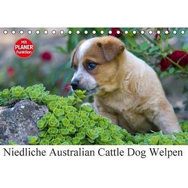 Niedliche Australian Cattle Dog Welpen (Tischkalender 2016 DIN A5 quer), Verena Scholze