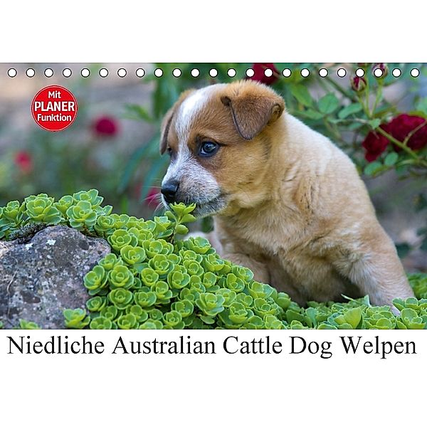 Niedliche Australian Cattle Dog Welpen (Tischkalender 2018 DIN A5 quer), Verena Scholze