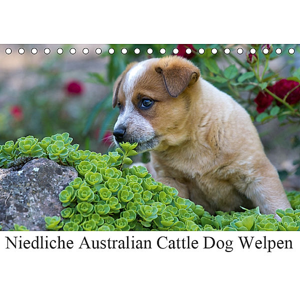 Niedliche Australian Cattle Dog Welpen (Tischkalender 2019 DIN A5 quer), Verena Scholze
