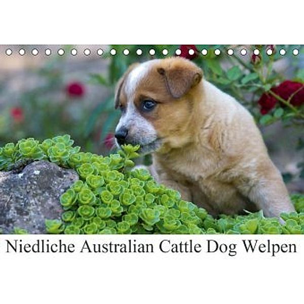 Niedliche Australian Cattle Dog Welpen (Tischkalender 2020 DIN A5 quer), Verena Scholze