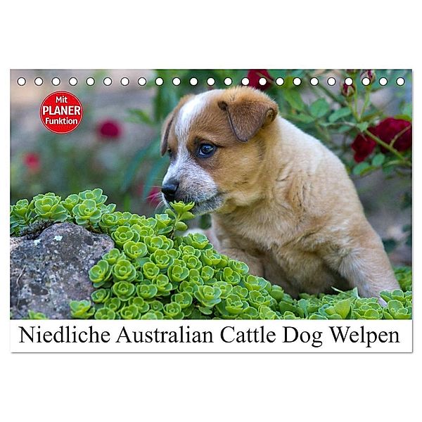 Niedliche Australian Cattle Dog Welpen (Tischkalender 2024 DIN A5 quer), CALVENDO Monatskalender, Fotodesign Verena Scholze