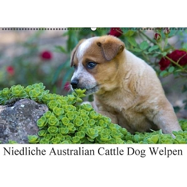 Niedliche Australian Cattle Dog Welpen (Wandkalender 2016 DIN A2 quer), Verena Scholze