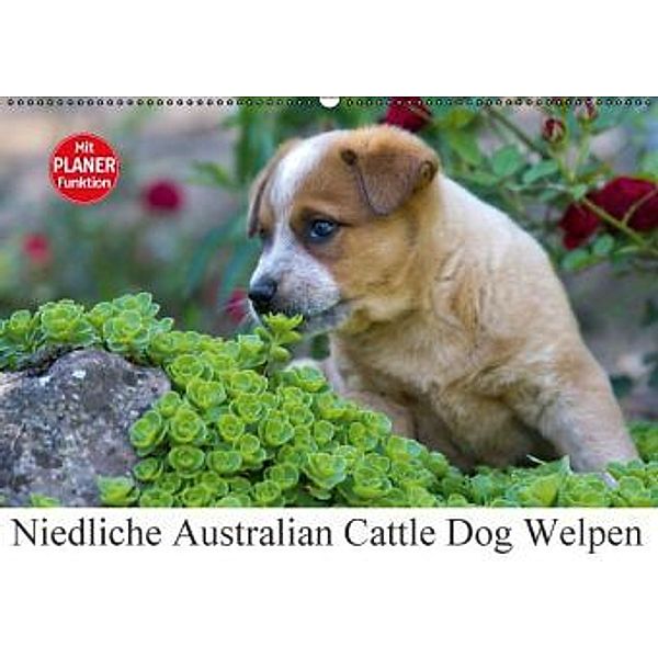 Niedliche Australian Cattle Dog Welpen (Wandkalender 2016 DIN A2 quer), Verena Scholze