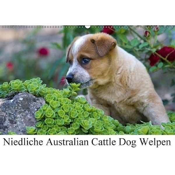 Niedliche Australian Cattle Dog Welpen (Wandkalender 2017 DIN A2 quer), Verena Scholze