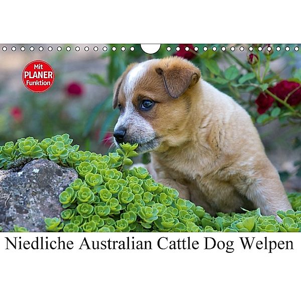 Niedliche Australian Cattle Dog Welpen (Wandkalender 2018 DIN A4 quer), Verena Scholze