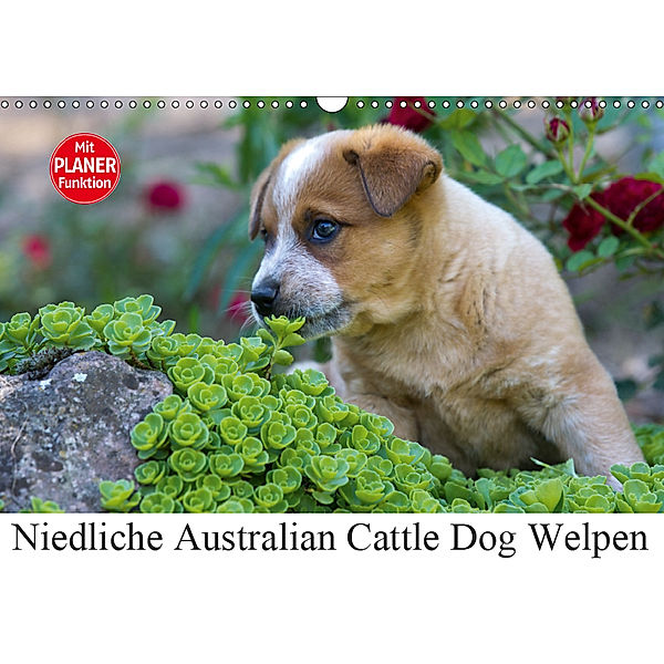 Niedliche Australian Cattle Dog Welpen (Wandkalender 2019 DIN A3 quer), Verena Scholze