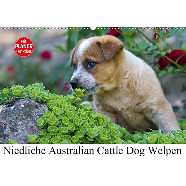 Niedliche Australian Cattle Dog Welpen (Wandkalender 2019 DIN A2 quer), Verena Scholze