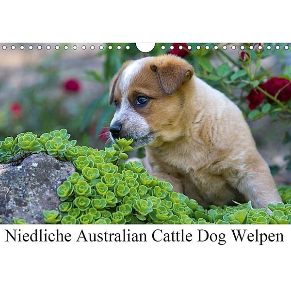 Niedliche Australian Cattle Dog Welpen (Wandkalender 2020 DIN A4 quer), Verena Scholze