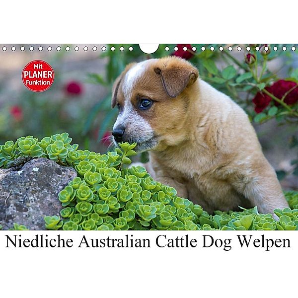 Niedliche Australian Cattle Dog Welpen (Wandkalender 2021 DIN A4 quer), Fotodesign Verena Scholze