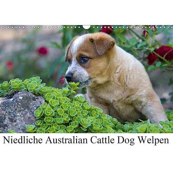 Niedliche Australian Cattle Dog Welpen (Wandkalender 2021 DIN A3 quer), Fotodesign Verena Scholze