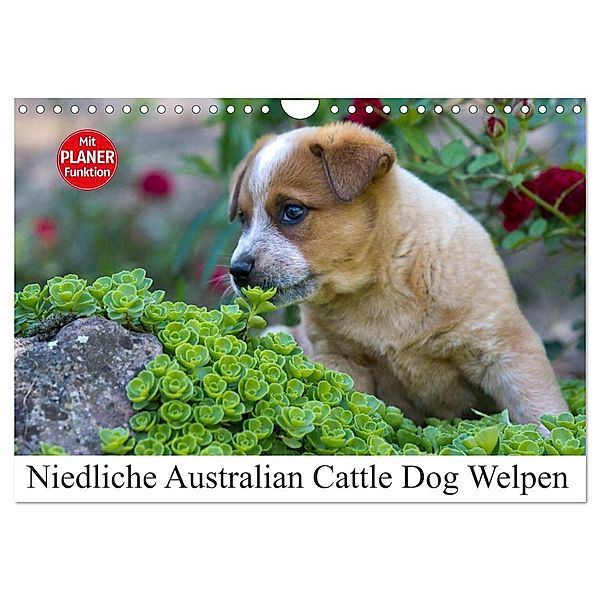 Niedliche Australian Cattle Dog Welpen (Wandkalender 2024 DIN A4 quer), CALVENDO Monatskalender, Fotodesign Verena Scholze