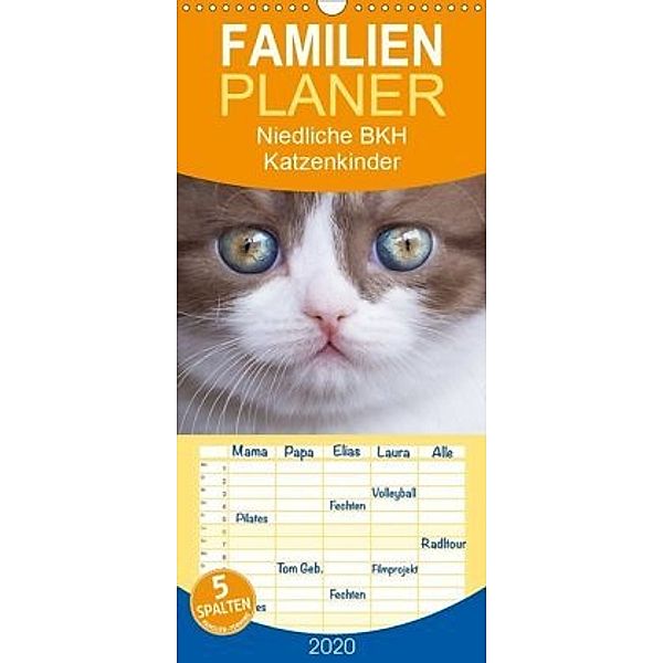 Niedliche BKH Katzenkinder - Familienplaner hoch (Wandkalender 2020 , 21 cm x 45 cm, hoch), Janina Bürger