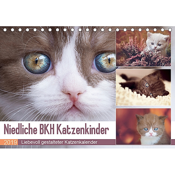 Niedliche BKH Katzenkinder (Tischkalender 2019 DIN A5 quer), Janina Bürger