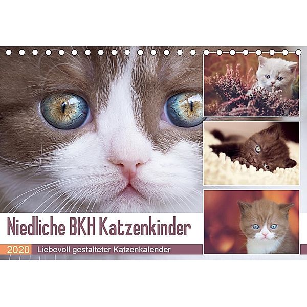 Niedliche BKH Katzenkinder (Tischkalender 2020 DIN A5 quer), Janina Bürger