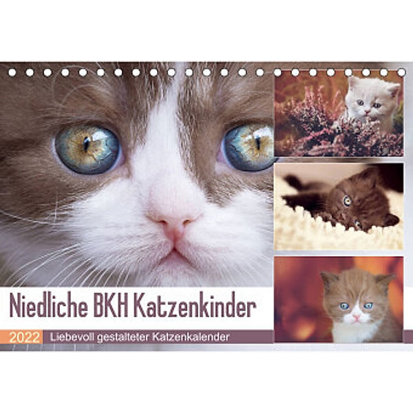 Niedliche BKH Katzenkinder (Tischkalender 2022 DIN A5 quer), Janina Bürger