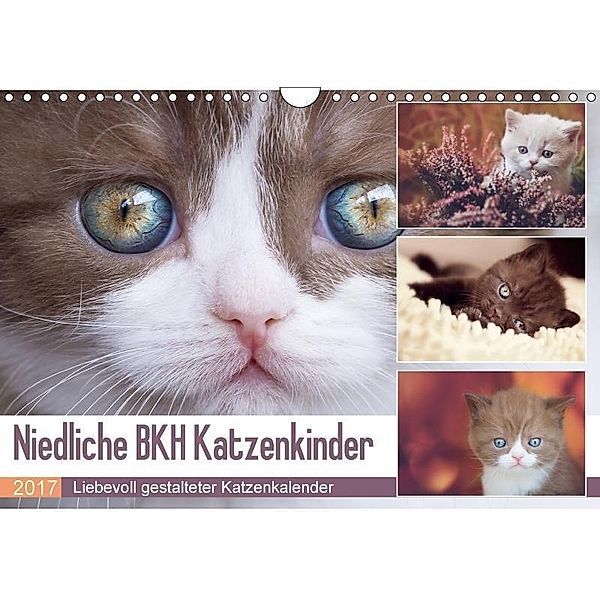 Niedliche BKH Katzenkinder (Wandkalender 2017 DIN A4 quer), Janina Bürger