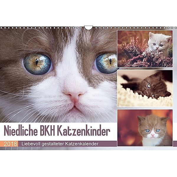 Niedliche BKH Katzenkinder (Wandkalender 2018 DIN A3 quer) Dieser erfolgreiche Kalender wurde dieses Jahr mit gleichen B, Janina Bürger