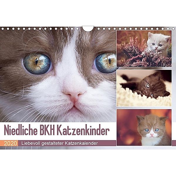 Niedliche BKH Katzenkinder (Wandkalender 2020 DIN A4 quer), Janina Bürger