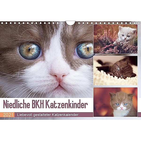 Niedliche BKH Katzenkinder (Wandkalender 2021 DIN A4 quer), Janina Bürger