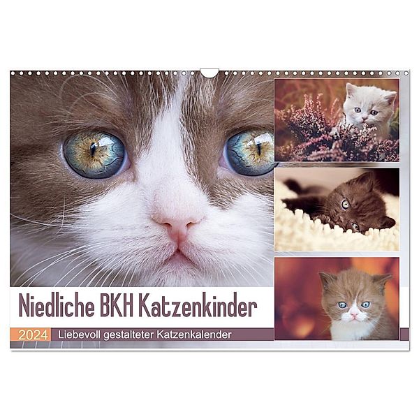 Niedliche BKH Katzenkinder (Wandkalender 2024 DIN A3 quer), CALVENDO Monatskalender, Janina Bürger