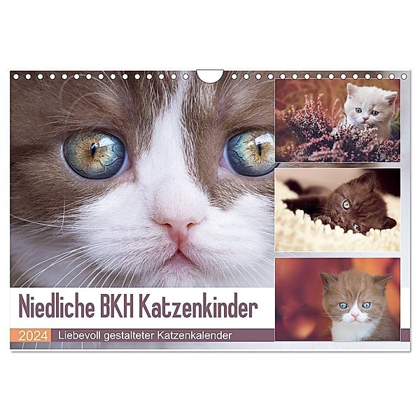 Niedliche BKH Katzenkinder (Wandkalender 2024 DIN A4 quer), CALVENDO Monatskalender, Janina Bürger