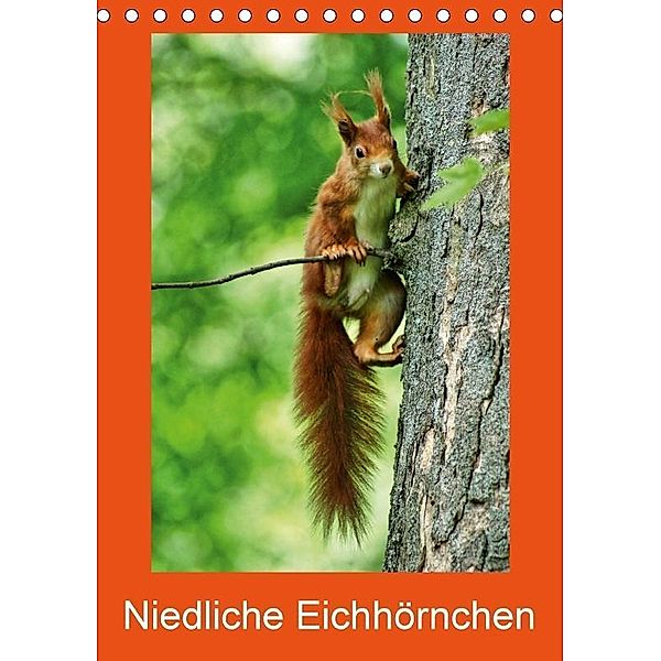 Niedliche Eichhörnchen (Tischkalender 2017 DIN A5 hoch), Kattobello