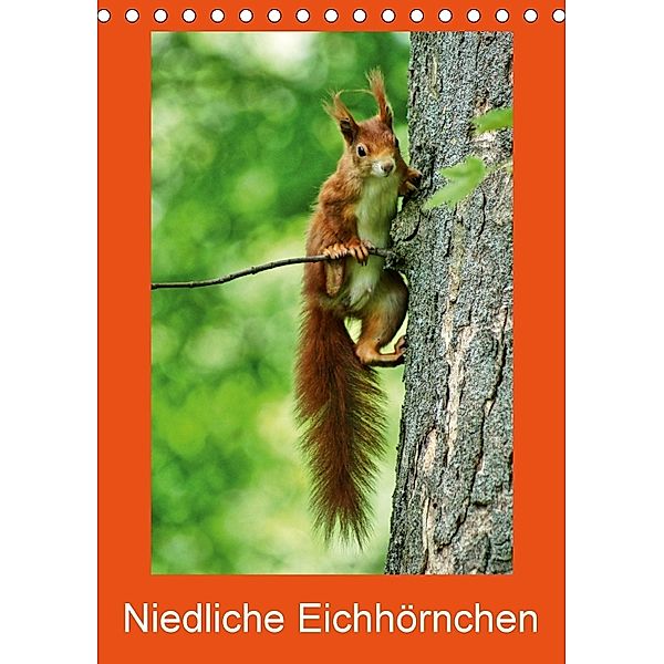 Niedliche Eichhörnchen (Tischkalender 2018 DIN A5 hoch), kattobello