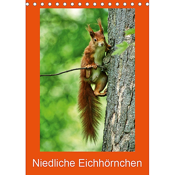 Niedliche Eichhörnchen (Tischkalender 2019 DIN A5 hoch), kattobello
