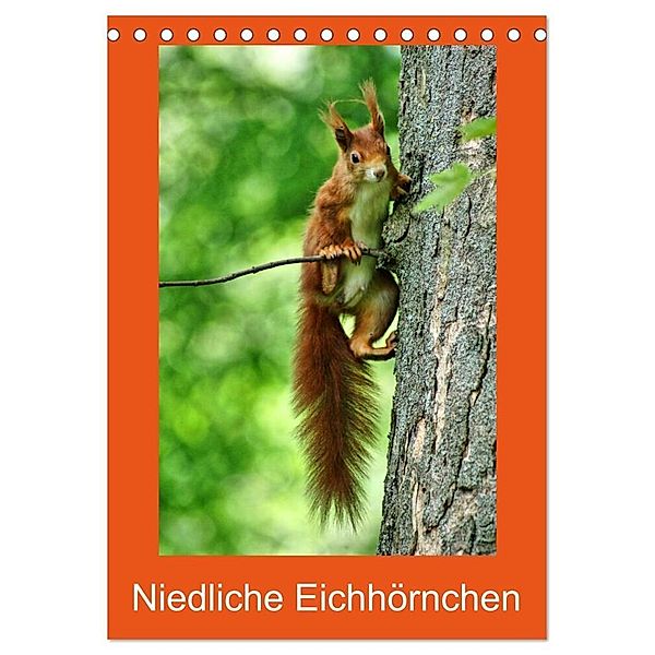 Niedliche Eichhörnchen (Tischkalender 2024 DIN A5 hoch), CALVENDO Monatskalender, Kattobello