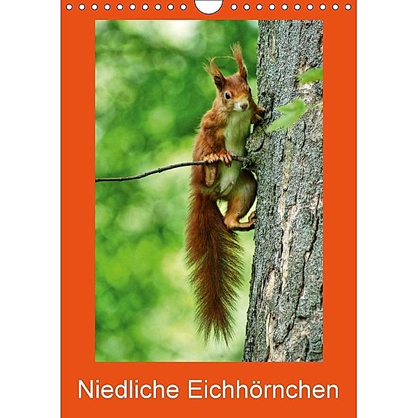 Niedliche Eichhörnchen (Wandkalender 2018 DIN A4 hoch), Kattobello